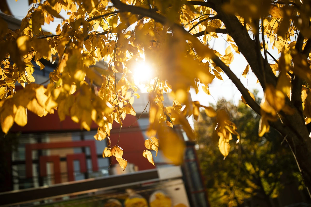Sunlight filters through golden autumn leaves on a tree, with buildings visible in the background.